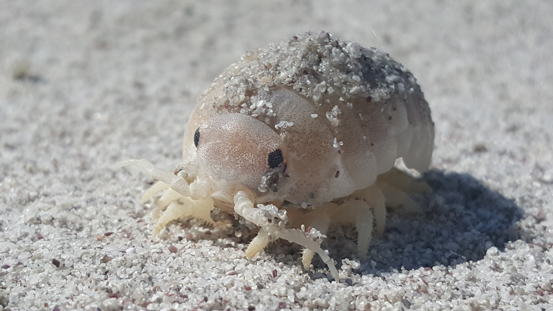 Picture of a giant pillbug on the beach