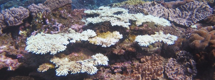 Coral bleaching