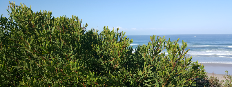 Invasive coastal species