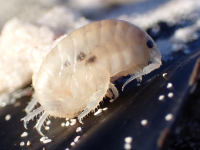 Capeorchestia capensis NT