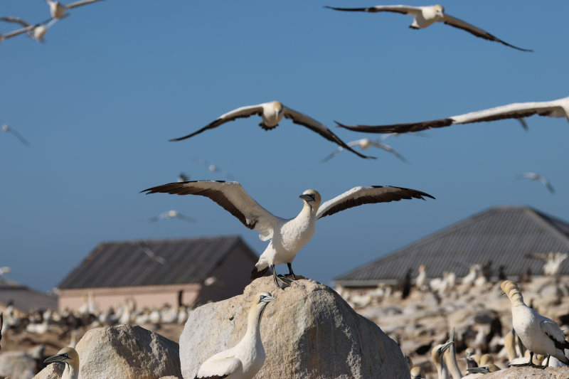 Cape gannet