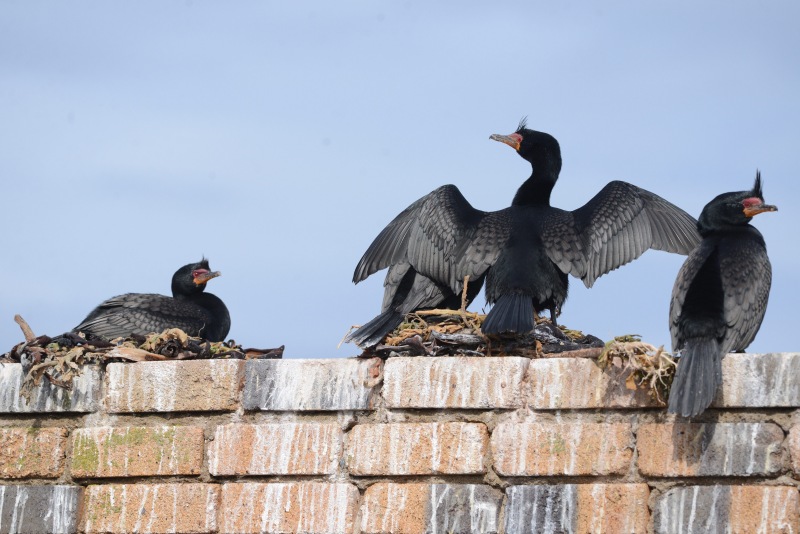 Crowned cormorant