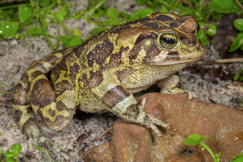 Western leopard toad