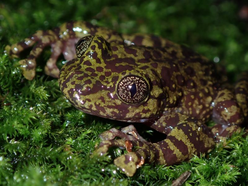 Table Mountain Ghost